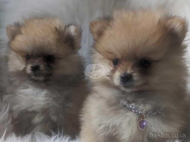 Pomeranian puppies for sale in Dungannon, County Tyrone – 1 year old - Image 5 of 5
