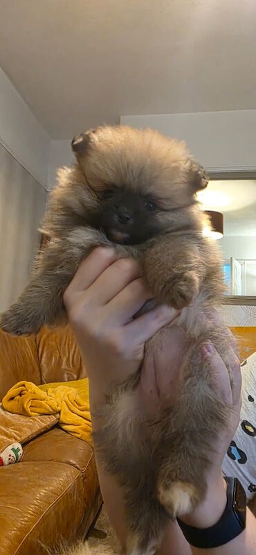Pomeranian puppies for sale in Newcastle upon Tyne, Tyne and Wear – 8 weeks old