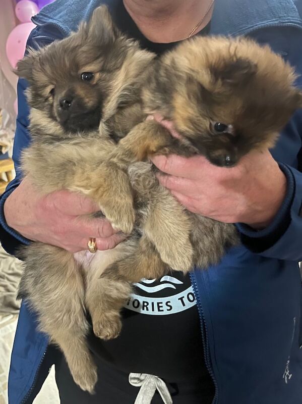 Pomeranian puppies for sale in Denny, Stirling and Falkirk – 7 weeks old