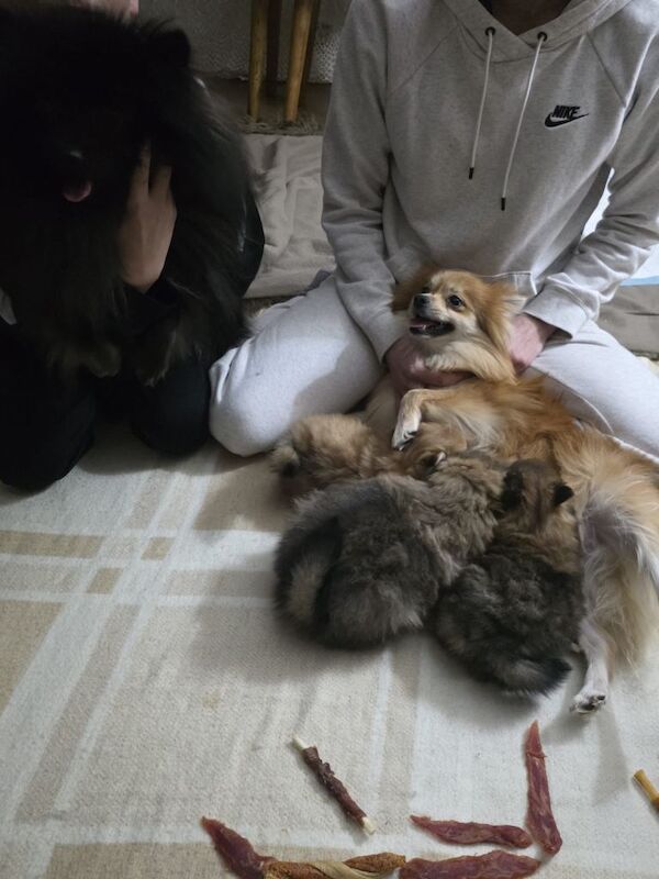 Pomeranian puppies for sale in Denny, Stirling and Falkirk – 7 weeks old - Image 2 of 6