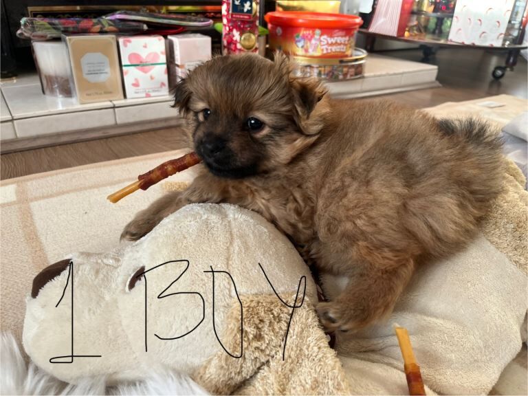 Pomeranian puppies for sale in Denny, Stirling and Falkirk – 7 weeks old - Image 3 of 6