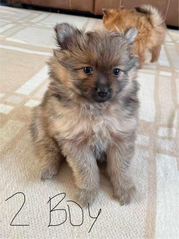 Pomeranian puppies for sale in Denny, Stirling and Falkirk – 7 weeks old - Image 4 of 6