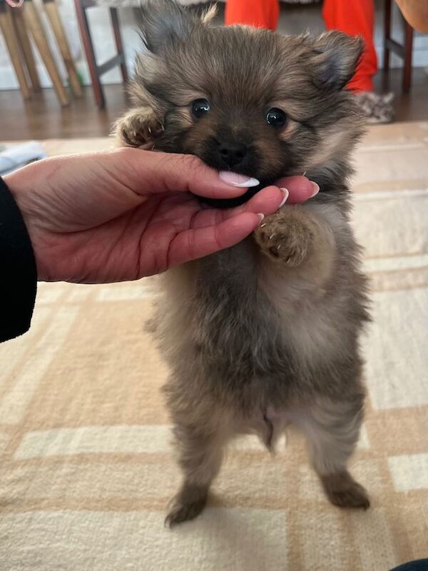 Pomeranian puppies for sale in Denny, Stirling and Falkirk – 7 weeks old - Image 5 of 6