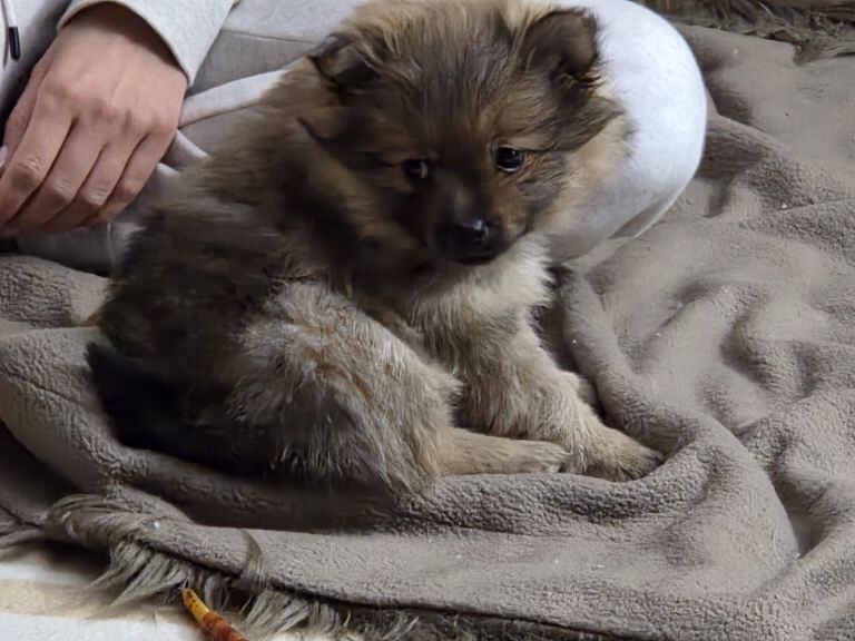 Pomeranian puppies for sale in Denny, Stirling and Falkirk – 7 weeks old - Image 6 of 6