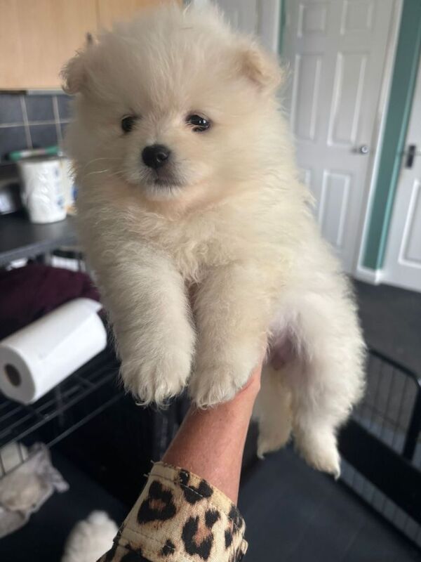 Pomeranian puppies pure pedigree xsn