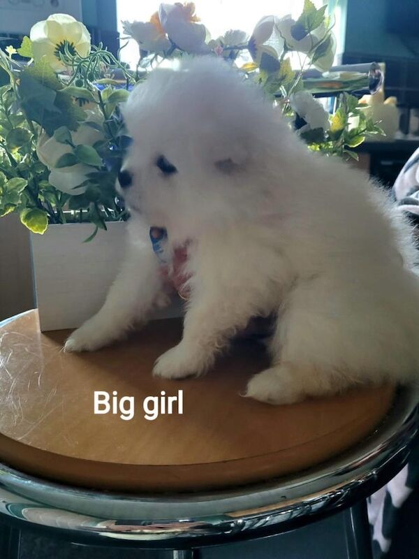 Pomeranian puppies pure pedigree xsn - Image 2 of 4