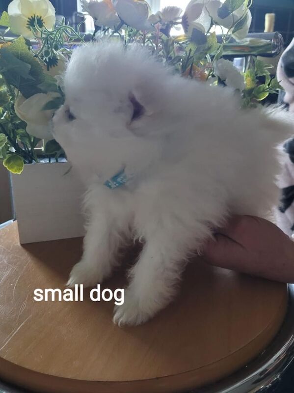 Pomeranian puppies pure pedigree xsn - Image 3 of 4