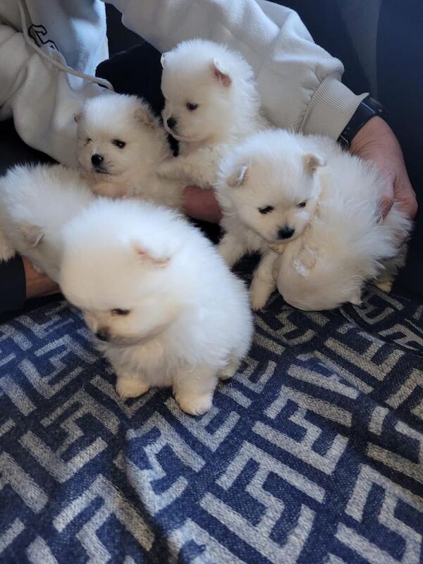 Pomeranian puppies pure pedigree xsn - Image 4 of 4