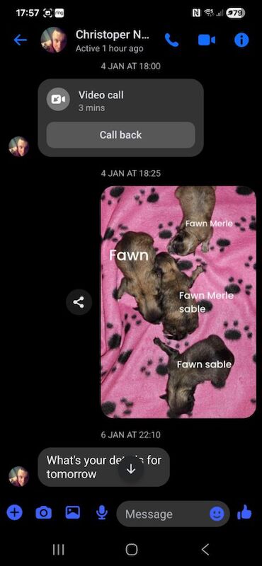 Pomeranian puppies for sale in Gateshead, Tyne And Wear – KC registered, 6 weeks old