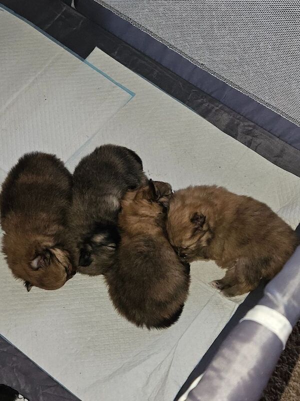 Pomeranian puppies Ready 14th March - Image 2 of 3