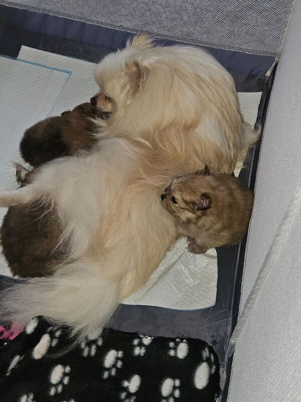 Pomeranian puppies Ready 14th March - Image 3 of 3