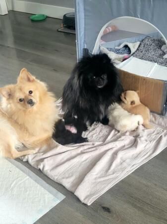 Pomeranian puppies for sale in Great Yarmouth, Norfolk – 1 year old - Image 1 of 5