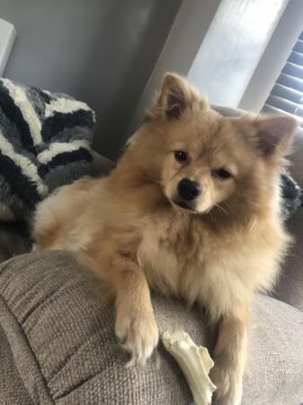 Pomeranian puppies for sale in Great Yarmouth, Norfolk – 1 year old - Image 2 of 5
