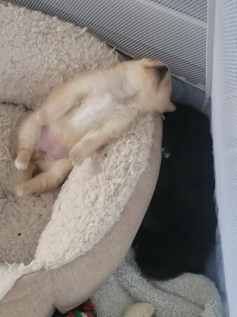 Pomeranian puppies for sale in Great Yarmouth, Norfolk – 1 year old - Image 3 of 5