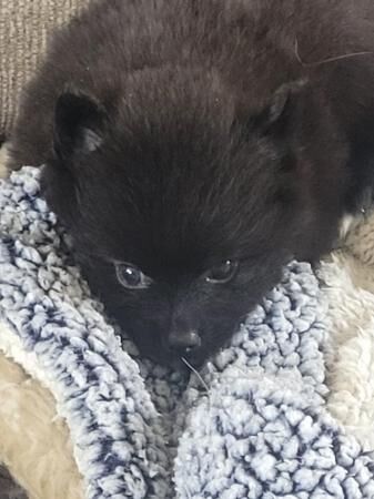 Pomeranian puppies for sale in Great Yarmouth, Norfolk – 1 year old - Image 4 of 5