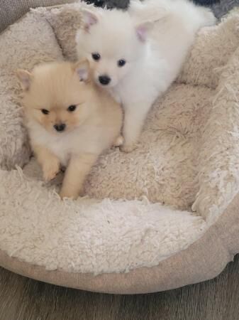 Pomeranian puppies for sale in Great Yarmouth, Norfolk – 1 year old - Image 5 of 5