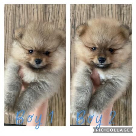 Pomeranian Puppies *ready from 22 May* for sale in North Benfleet, Essex