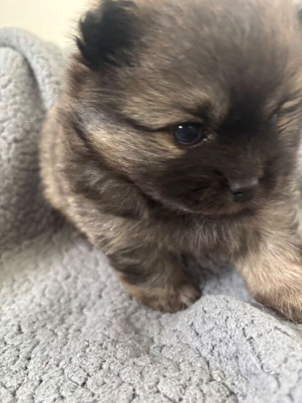 Pomeranian puppies ready in 4 weeks - Image 2 of 4
