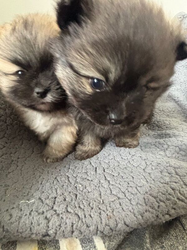 Pomeranian puppies ready in 4 weeks - Image 3 of 4