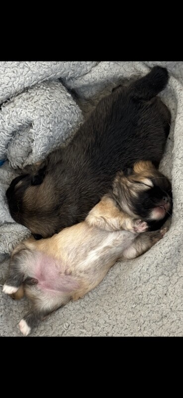 Pomeranian puppies ready in 4 weeks - Image 4 of 4