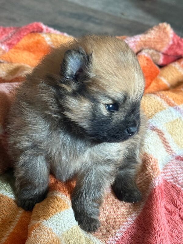 POMERANIAN PUPPIES READY IN 6 weeks for sale in Bargod / Bargoed, Gwent