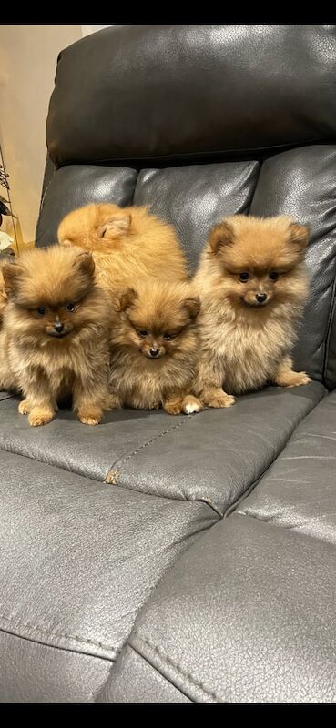 Pomeranian puppies for sale in London, Greater London – 1 year old - Image 2 of 3