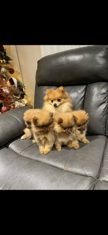 Pomeranian puppies for sale in London, Greater London – 1 year old - Image 3 of 3