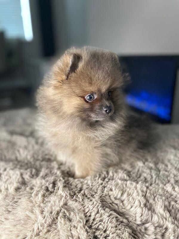 Pomeranian puppies for sale in Normandy, Surrey – 11 months old - Image 1 of 3