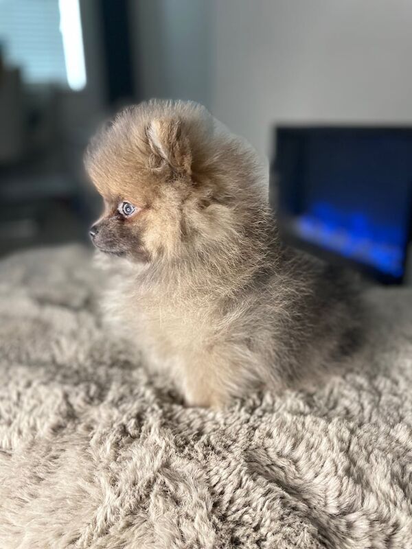 Pomeranian puppies for sale in Normandy, Surrey – 11 months old - Image 2 of 3