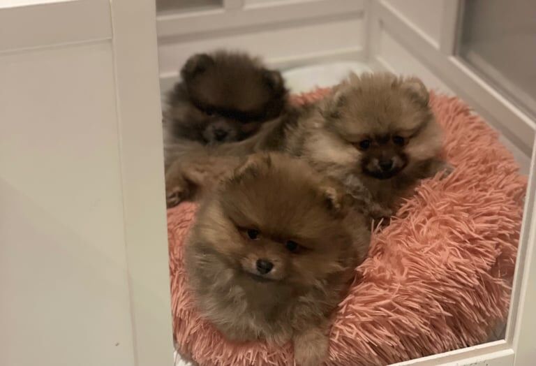 Pomeranian puppies for sale in Normandy, Surrey – 11 months old - Image 3 of 3