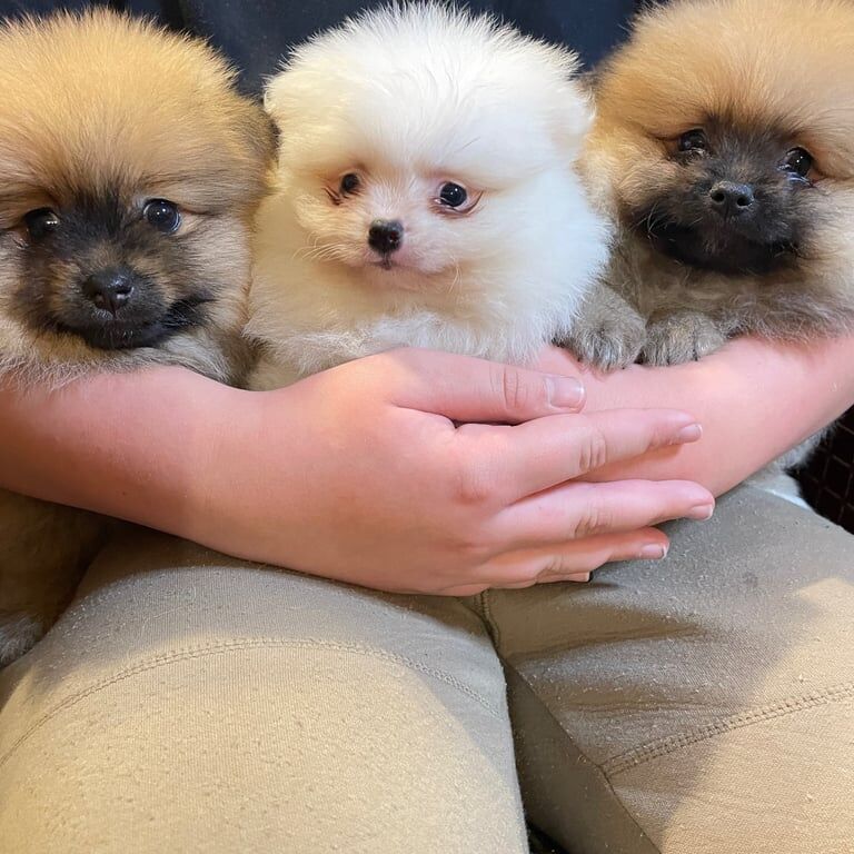 Pomeranian puppies for sale in London, Greater London – KC registered, 1 year old - Image 2 of 3