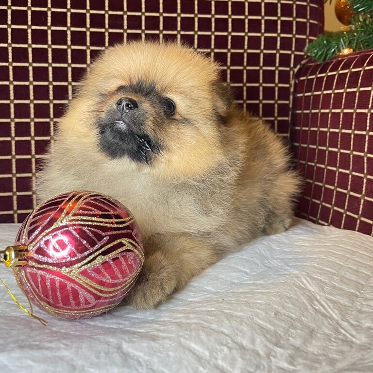 Pomeranian puppies for sale in London, Greater London – KC registered, 1 year old - Image 3 of 3