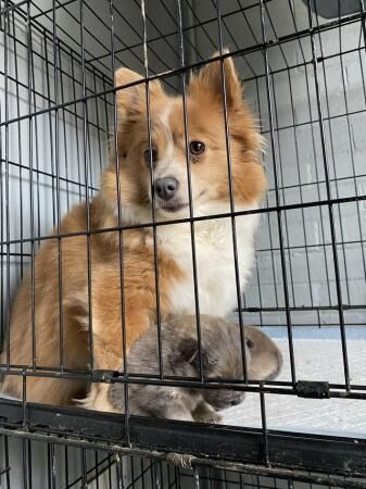 Pomeranian puppies ready to leave in 3 1/2 weeks - Image 3 of 5