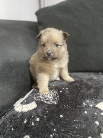 Pomeranian puppies ready to leave in 3 1/2 weeks - Image 4 of 5