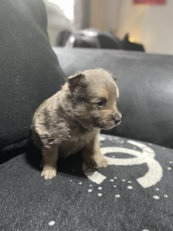 Pomeranian puppies ready to leave in 3 1/2 weeks - Image 5 of 5