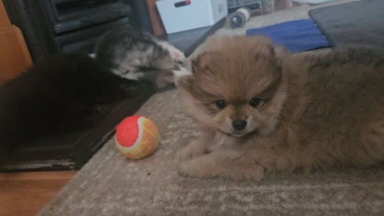 Pomeranian puppies for sale in Rushden, Northamptonshire – 9 weeks old