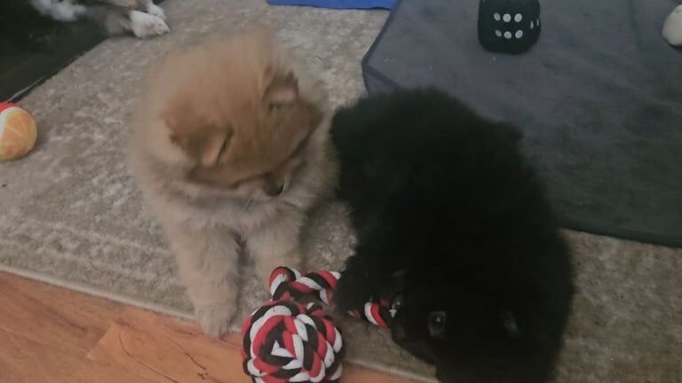 Pomeranian puppies for sale in Rushden, Northamptonshire – 9 weeks old - Image 3 of 3