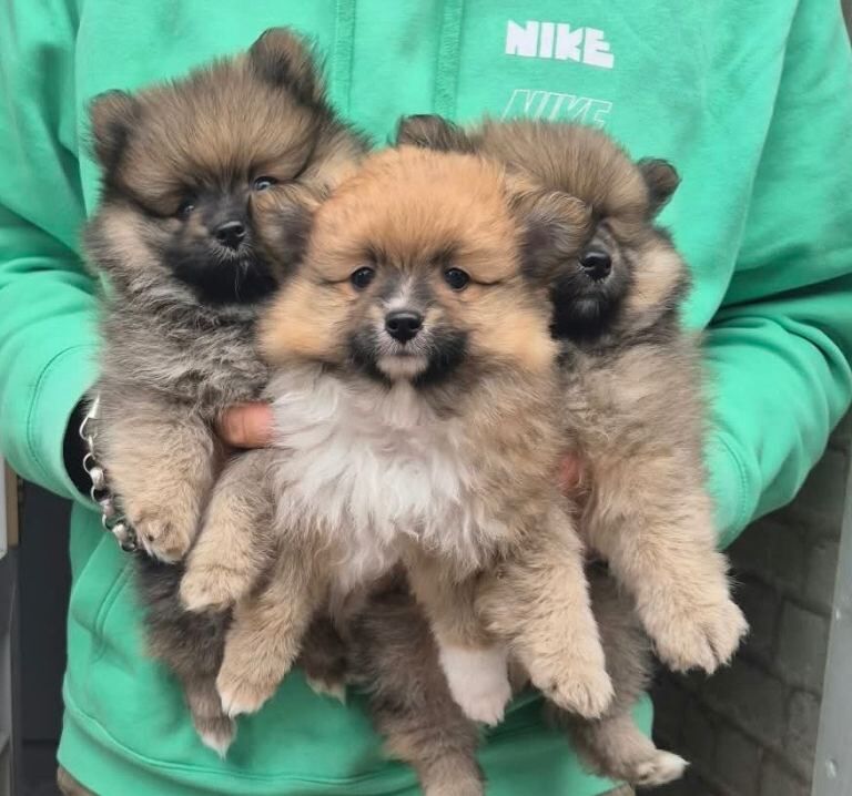 Pomeranian puppies x3 boys