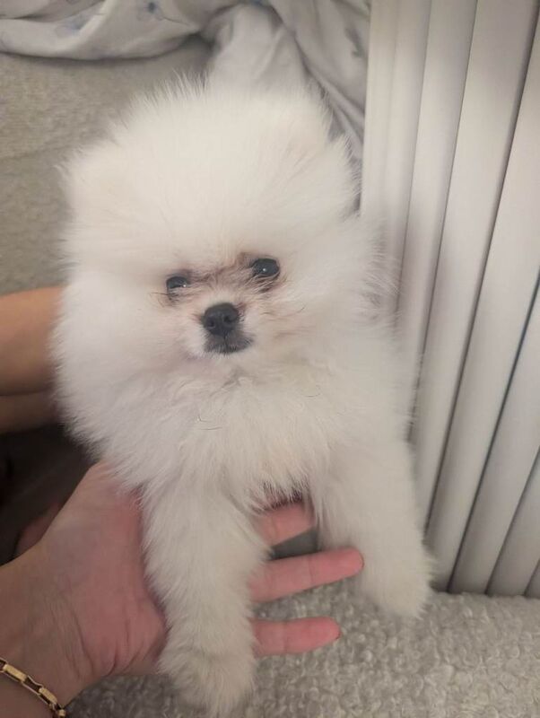Pomeranian Puppies For Sale