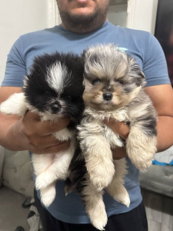 Pomeranian puppy 2female ready now for sale in Coventry, West Midlands
