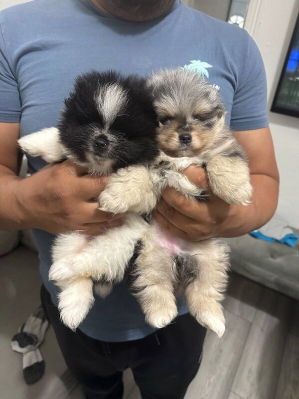 Pomeranian puppy 2female ready now for sale in Coventry, West Midlands | Image 2