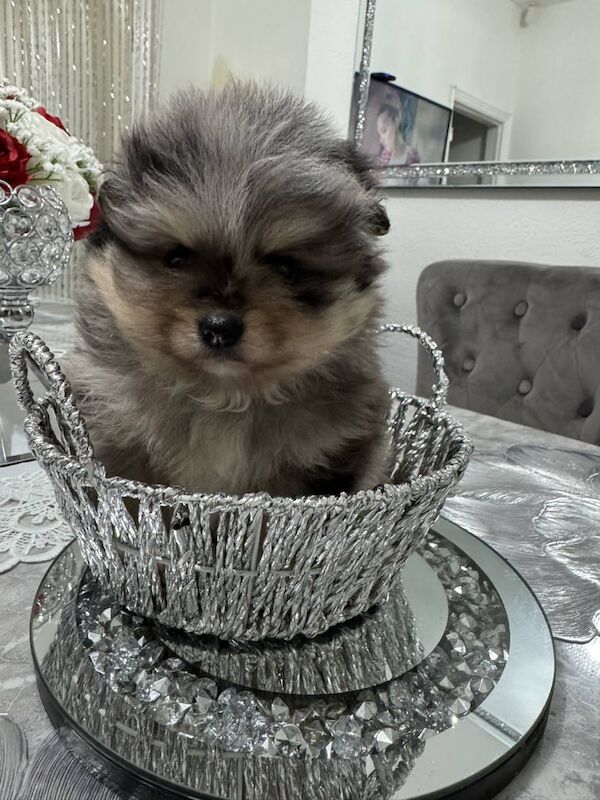 Pomeranian puppy 2female ready now for sale in Coventry, West Midlands | Image 3