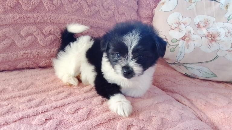 Pomeranian Puppy - 3 months old