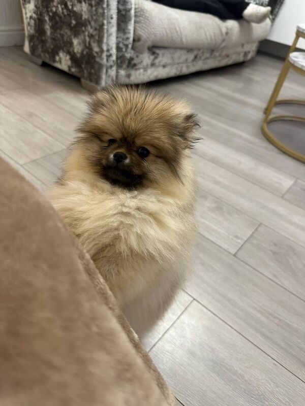 Pomeranian puppies for sale in Newcastle upon Tyne, Tyne and Wear – KC registered, 9 months old - Image 1 of 3