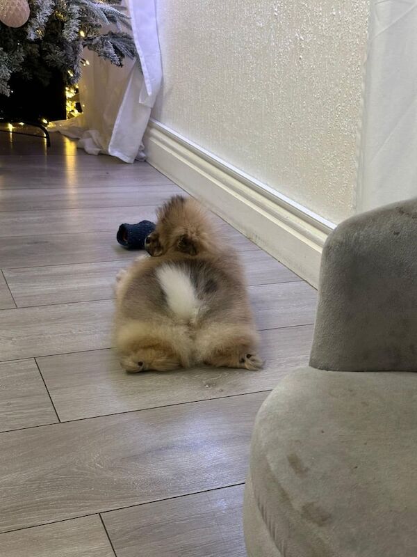 Pomeranian puppies for sale in Newcastle upon Tyne, Tyne and Wear – KC registered, 9 months old - Image 2 of 3