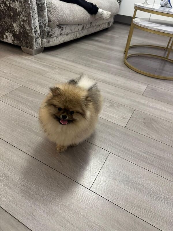 Pomeranian puppies for sale in Newcastle upon Tyne, Tyne and Wear – KC registered, 9 months old - Image 3 of 3