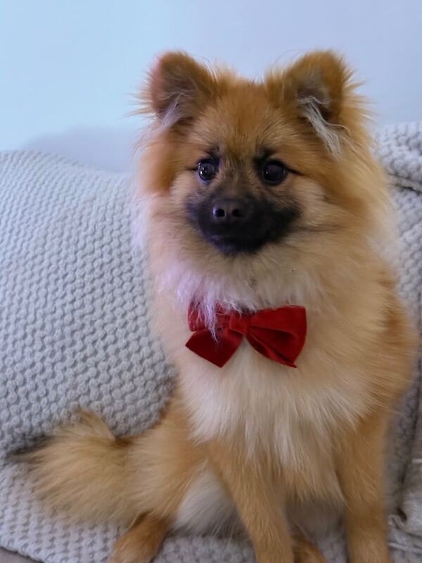 Pomeranian puppy for sale in Penarth, The Vale of Glamorgan - Image 1
