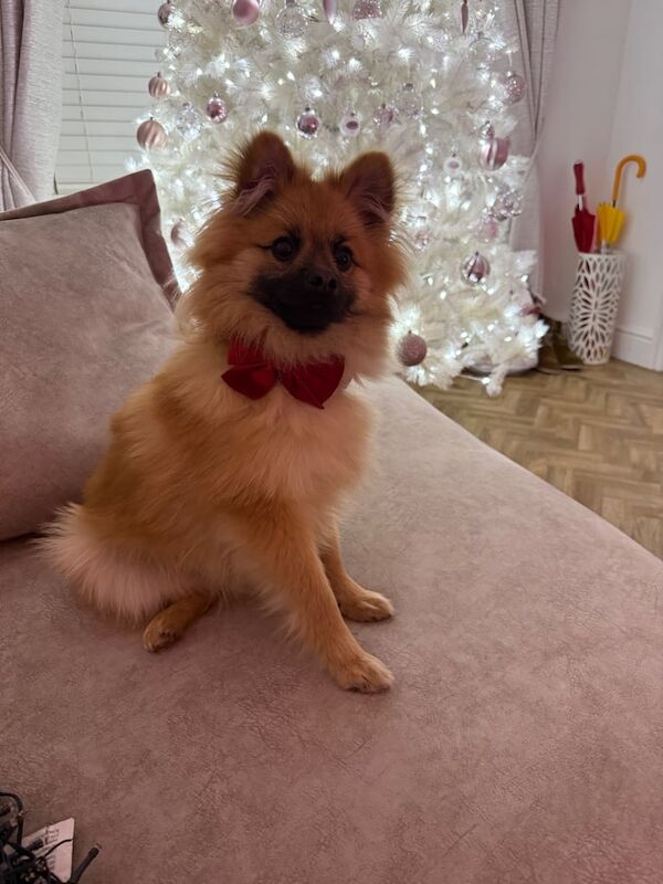 Pomeranian puppy for sale in Penarth, The Vale of Glamorgan - Image 2