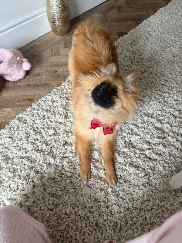 Pomeranian puppy for sale in Penarth, The Vale of Glamorgan - Image 3