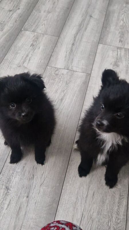 Pomeranian puppies for sale in Havant, Hampshire – 1 year old - Image 2 of 3